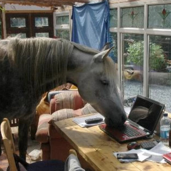 Neighcrosoft Surface 2