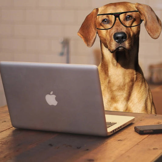 Copy of 13" Apple BarkBook Pro 2022